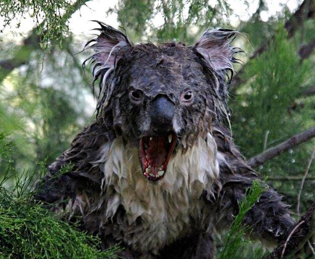 289505_Dropbear.jpg
